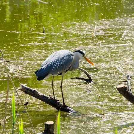 Lakeside Residences 1 Min From Metro